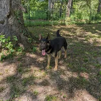 Aria/Yellow/pending, a female German Shepherd Dog for sale in Trenton, MO – Photo 7 of 8