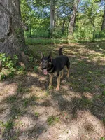Aria/Yellow, a female German Shepherd Dog for sale in Trenton, MO – Photo 6 of 6