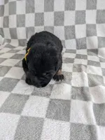 Aria/Yellow, a female German Shepherd Dog for sale in Trenton, MO – Photo 1 of 6