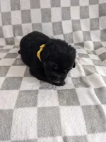 Aria/Yellow, a female German Shepherd Dog for sale in Trenton, MO – Photo 2 of 6