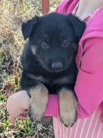 Aria/Yellow/pending, a female German Shepherd Dog for sale in Trenton, MO – Photo 5 of 8
