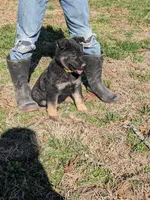 Aria/Yellow/pending, a female German Shepherd Dog for sale in Trenton, MO – Photo 2 of 8