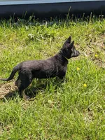 Aria/Yellow, a female German Shepherd Dog for sale in Trenton, MO – Photo 2 of 4