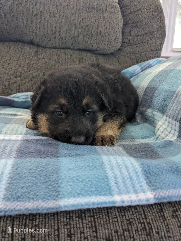 Odin/Lime Green – German Shepherd Dog puppy for sale in Trenton, MO