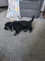 Bella/Gray, a female German Shepherd Dog for sale in Trenton, MO – 2 of 5