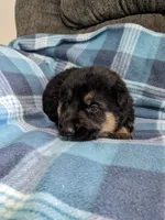 Jax/Green, a male German Shepherd Dog for sale in Trenton, MO – 3 of 4