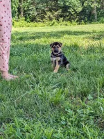 Princess/Pink, a female German Shepherd Dog for sale in Trenton, MO – 5 of 10