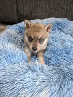 Blue Girl , a female Alaskan Klee Kai for sale in Trenton, MO – 1 of 8