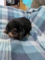 Jax/Green, a male German Shepherd Dog for sale in Trenton, MO – 2 of 4