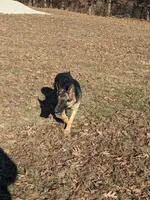 Luna/Purple, a female German Shepherd Dog for sale in Trenton, MO – 4 of 5
