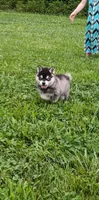Buddy, a male Alaskan Klee Kai for sale in Trenton, MO – 2 of 4