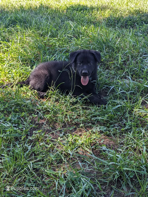 Diesel/Blue – German Shepherd Dog puppy for sale in Trenton, MO