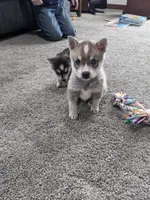 Sparky/pending, a male Alaskan Klee Kai for sale in Trenton, MO – Photo 1 of 5