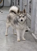 Sparky/pending, a male Alaskan Klee Kai for sale in Trenton, MO – Photo 4 of 5