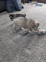 Sparky/pending, a male Alaskan Klee Kai for sale in Trenton, MO – Photo 2 of 5