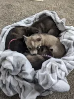 Sparky/pending, a male Alaskan Klee Kai for sale in Trenton, MO – Photo 3 of 5