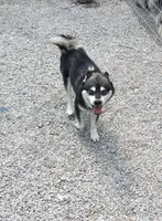 Sparky/pending, a male Alaskan Klee Kai for sale in Trenton, MO – Photo 5 of 5