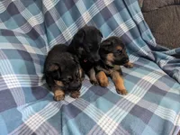 Buster/Orange, a male German Shepherd Dog for sale in Trenton, MO – Photo 3 of 4