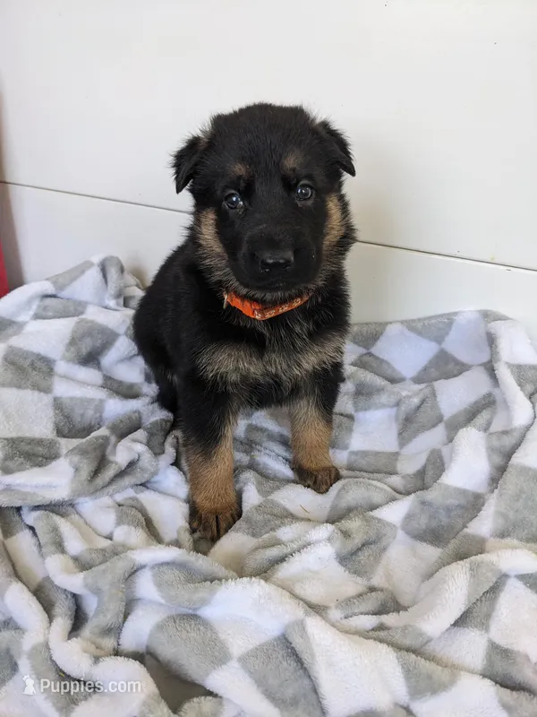 Buster/Orange – German Shepherd Dog puppy for sale in Trenton, MO
