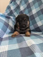 Buster/Orange, a male German Shepherd Dog for sale in Trenton, MO – Photo 2 of 4