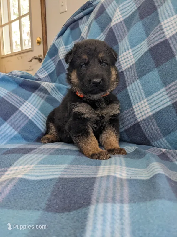 Buster/Orange – German Shepherd Dog puppy for sale in Trenton, MO