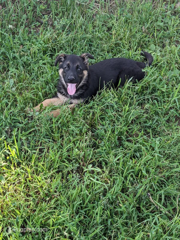 Athena/Lime Green – German Shepherd Dog puppy for sale in Trenton, MO