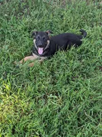 Athena/Lime Green, a female German Shepherd Dog for sale in Trenton, MO – 1 of 7