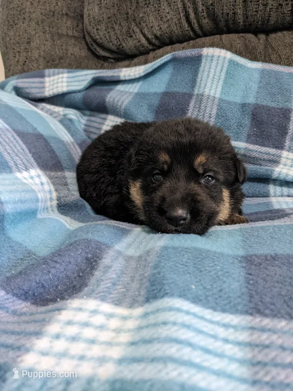 Jax/Green – German Shepherd Dog puppy for sale in Trenton, MO