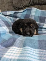 Jax/Green, a male German Shepherd Dog for sale in Trenton, MO – 1 of 4