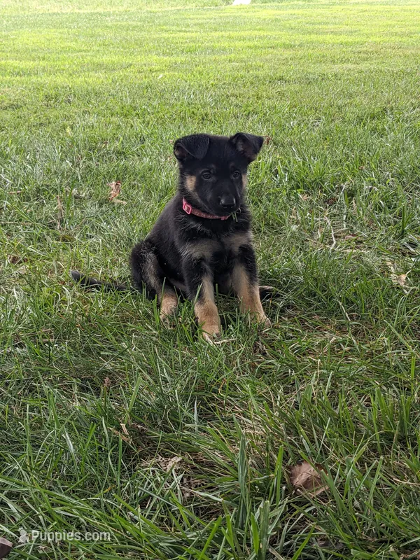 Willow/Pink – German Shepherd Dog puppy for sale in Trenton, MO