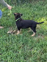 Athena/Lime Green, a female German Shepherd Dog for sale in Trenton, MO – 5 of 7