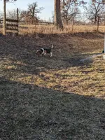 Arrow, a male Beagle for sale in Trenton, MO – Photo 4 of 4