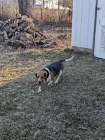 Arrow, a male Beagle for sale in Trenton, MO – Photo 2 of 4