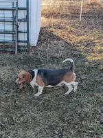 Arrow, a male Beagle for sale in Trenton, MO – Photo 1 of 4