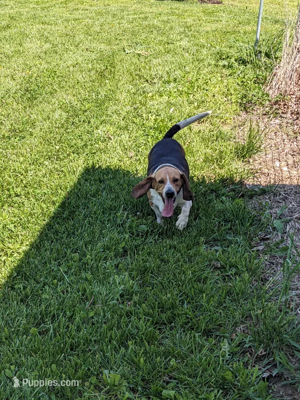 Arrow – Beagle puppy for sale in Trenton, MO