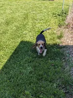 Arrow, a male Beagle for sale in Trenton, MO – 1 of 7