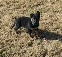 Hades/green, a male German Shepherd Dog for sale in Trenton, MO – Photo 1 of 3