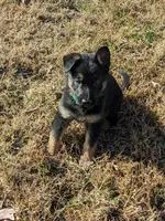 Hades/green, a male German Shepherd Dog for sale in Trenton, MO – Photo 2 of 3
