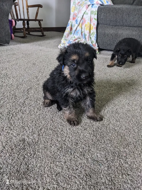 Diesel/Blue – German Shepherd Dog puppy for sale in Trenton, MO