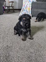 Diesel/Blue, a male German Shepherd Dog for sale in Trenton, MO – 1 of 5