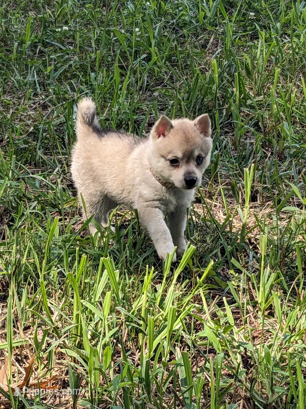 Runa/Pink – Alaskan Klee Kai puppy for sale in Trenton, MO