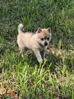 Runa/Pink, a female Alaskan Klee Kai for sale in Trenton, MO – 4 of 8