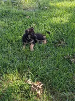 Athena/Lime Green, a female German Shepherd Dog for sale in Trenton, MO – 4 of 7