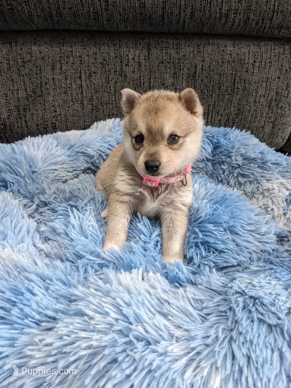 Runa/Pink – Alaskan Klee Kai puppy for sale in Trenton, MO