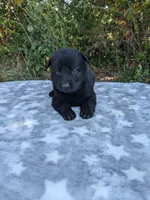 Echo/Lime Green, a male German Shepherd Dog for sale in Trenton, MO – 3 of 5