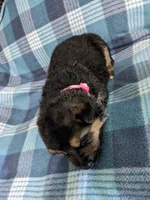 Princess/Pink, a female German Shepherd Dog for sale in Trenton, MO – 2 of 4