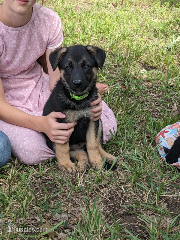Athena/Lime Green – German Shepherd Dog puppy for sale in Trenton, MO