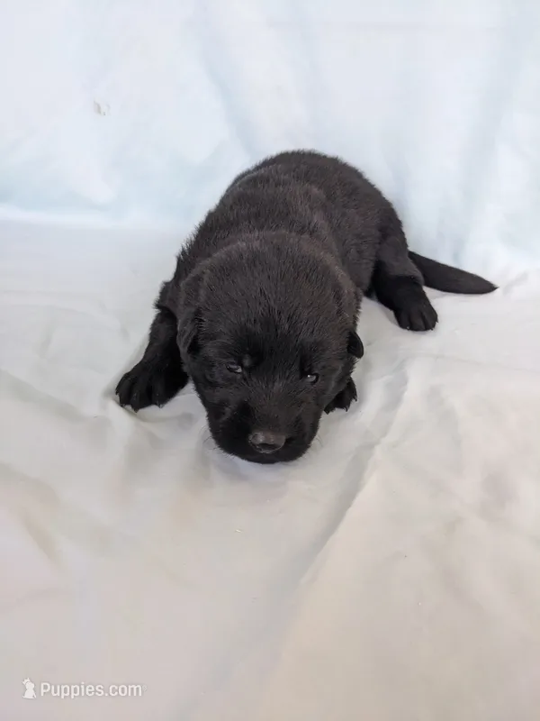 Sadie/Purple, a female German Shepherd Dog for sale in Trenton, MO – 1 of 6