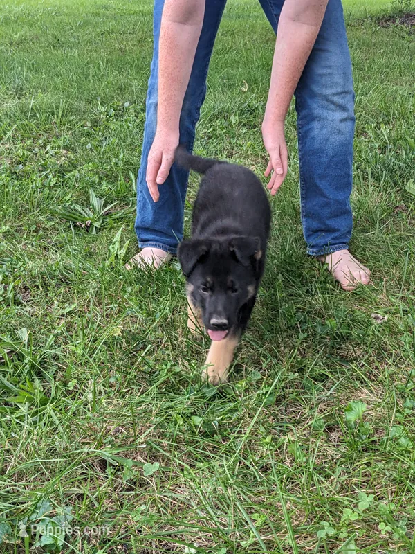 Heidi/Cream – German Shepherd Dog puppy for sale in Trenton, MO