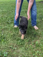 Heidi/Cream, a male German Shepherd Dog for sale in Trenton, MO – 1 of 5